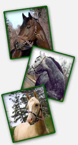 G.W. Equine Stallions